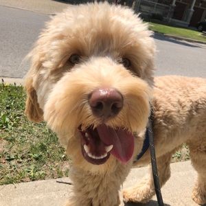 Meet your Posher, Mackenzie